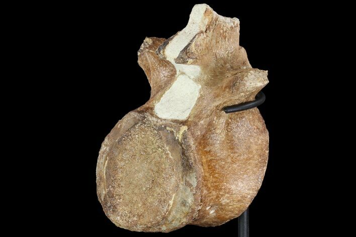 Tall Fossil Plesiosaur Vertebra - Goulmima, Morocco #89799